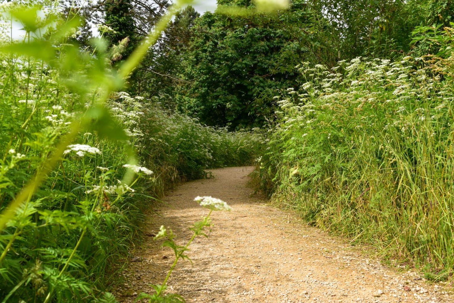 Au fil de l’eau jusqu’à la forêt bâloise Hardwald