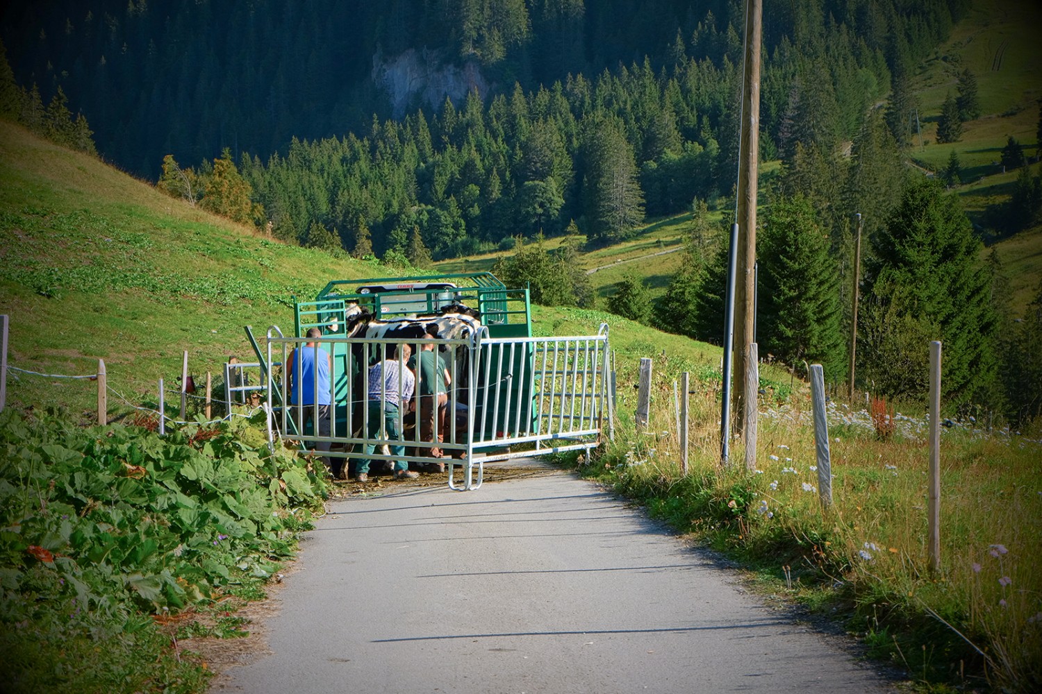 Greyerzer Bauern zwängen auf dem Petit Mont das Vieh in den Laster: Das Alpabenteuer ist für die Kühe vorbei.
