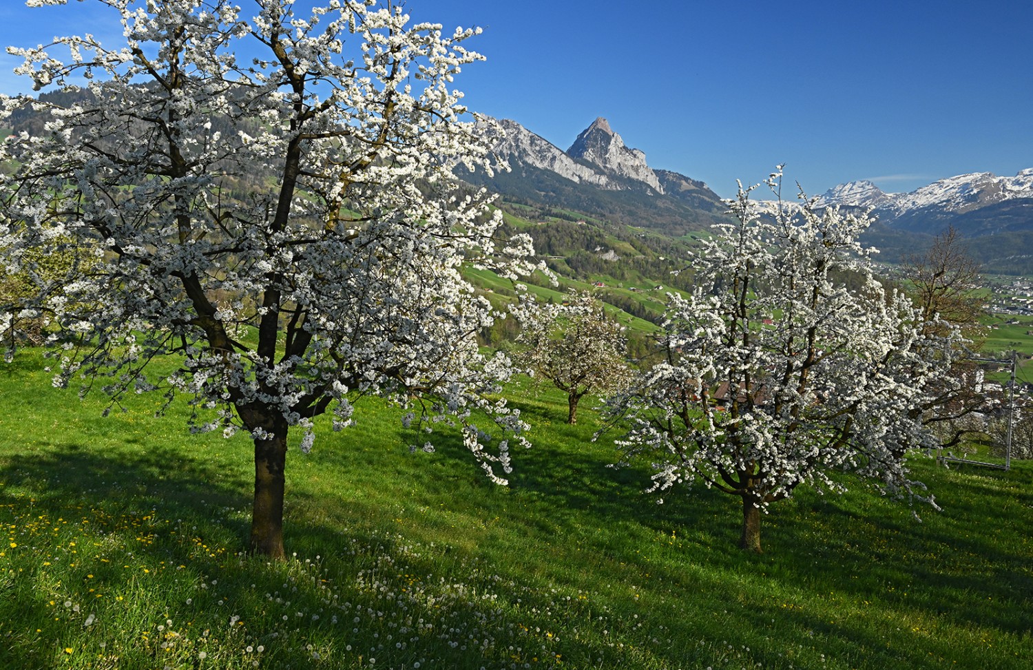 Wenn die Kirschbäume weiss blühen, dann sind auch die Berge noch schneeweiss. Der Mythen ob Schwyz ist jedoch oft schon aper.