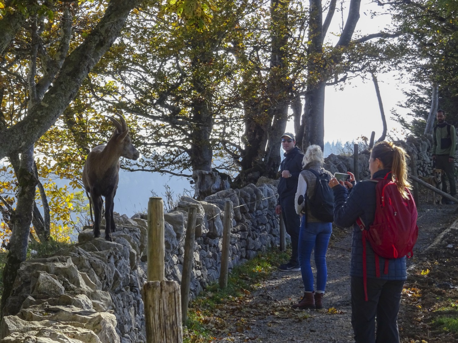 Des bouquetins vivent dans la région du Creux du Van. Bild: Sabine Joss