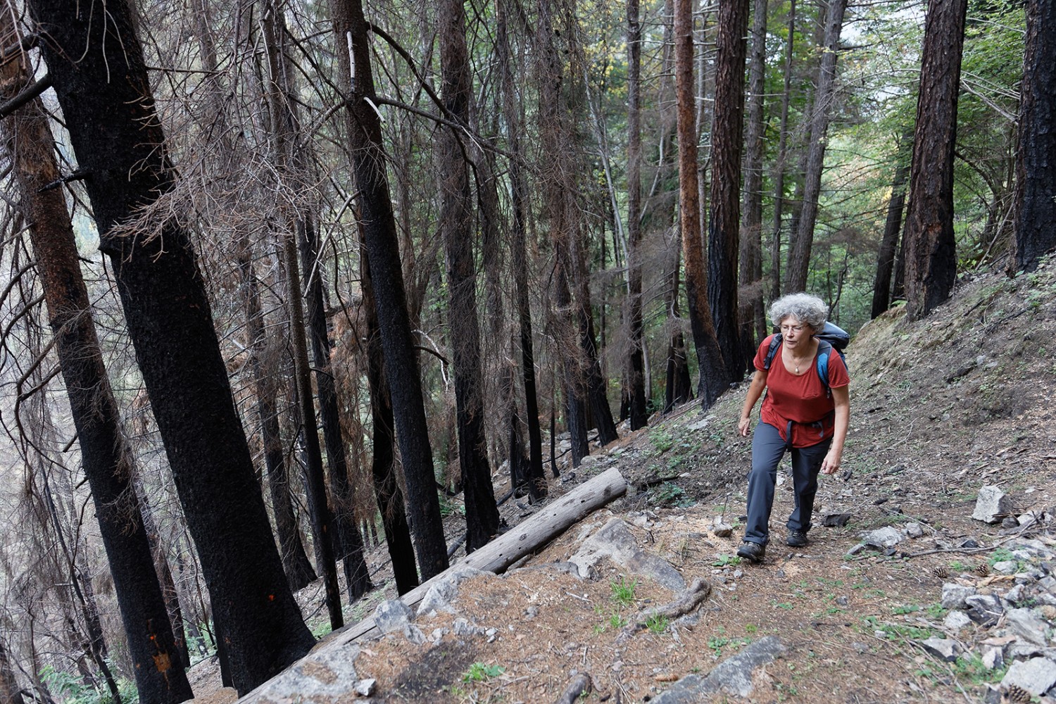 Zeugen eines Infernos: Unterhalb von Osco im verkohlten Wald. Bilder: Rémy Steinegger