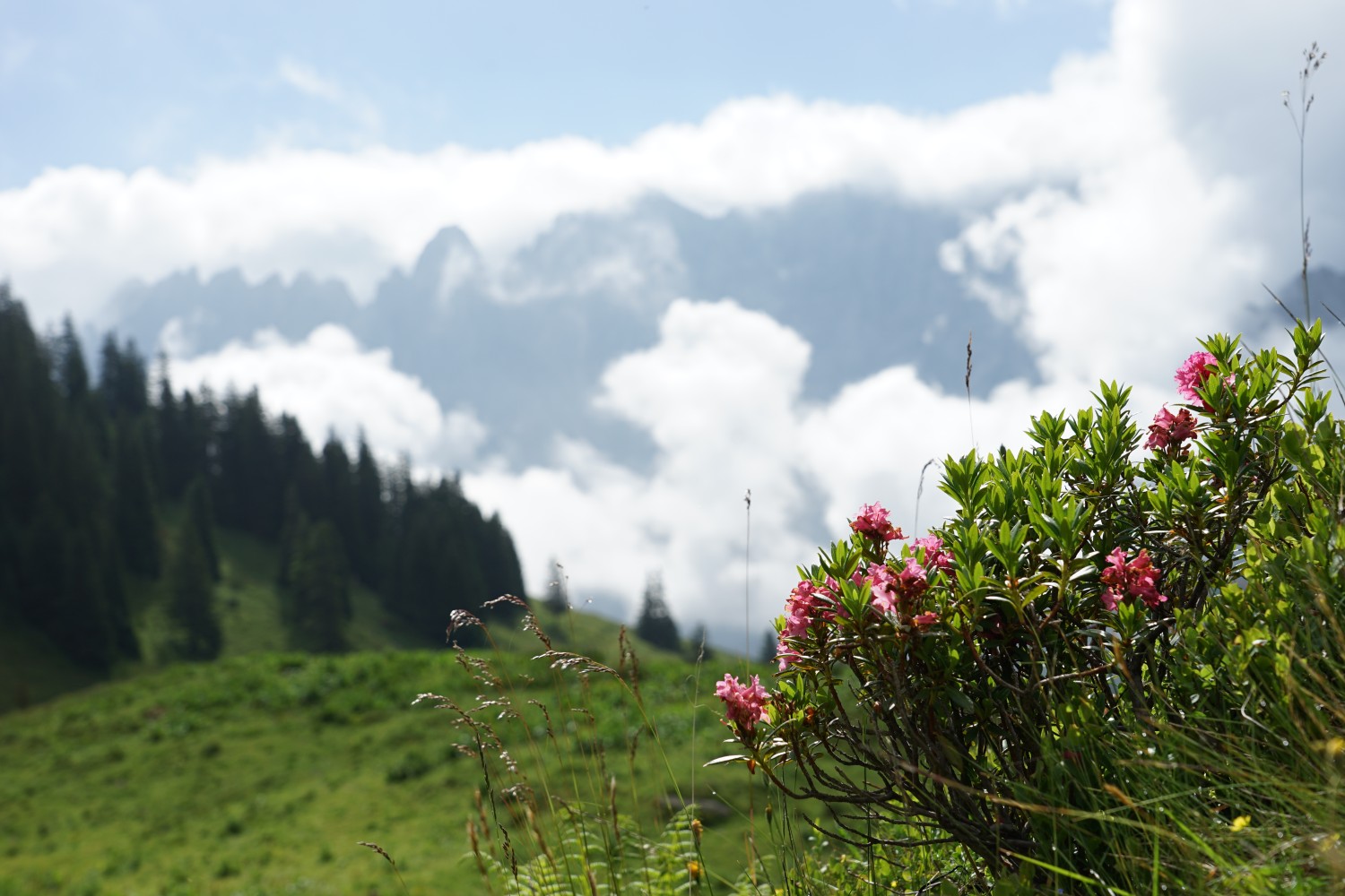 Alpenrosen am Wegrand, die Engelhörner als Panorama. Bild: Reto Wissmann