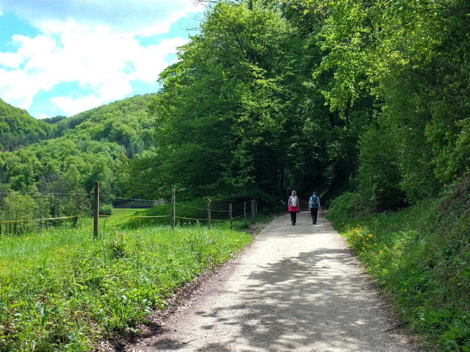 Der Weg führt in einen üppigen Wald. Bild: Claudia Peter