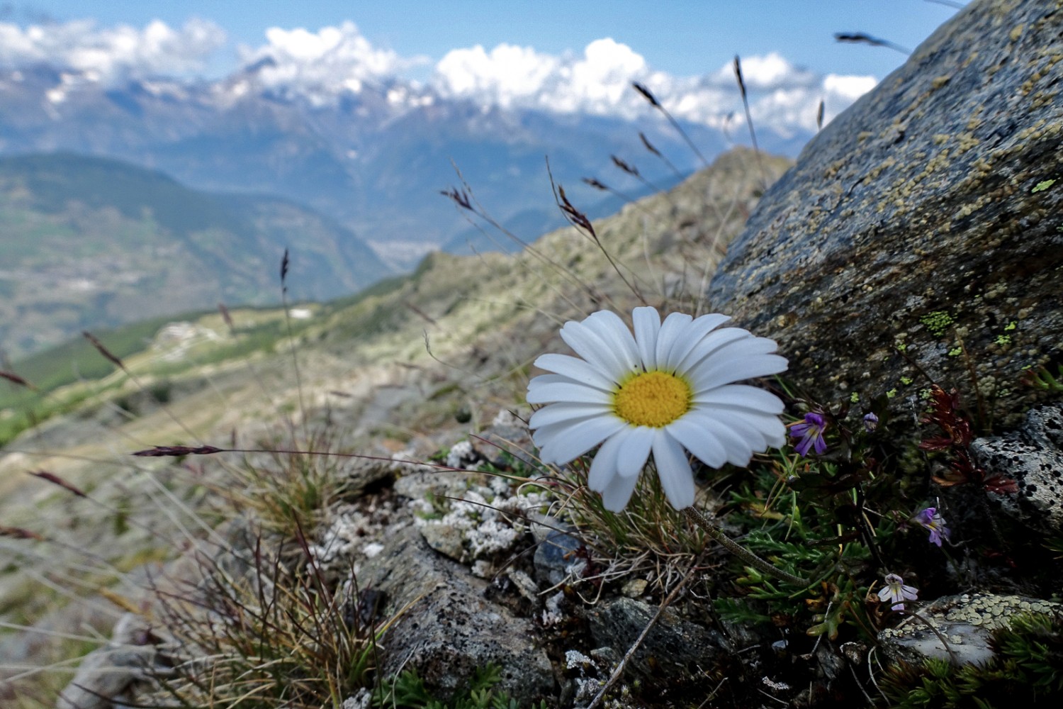Blütenpracht auf dem Weg zum Gipfel. Bild: Pascal Bourquin