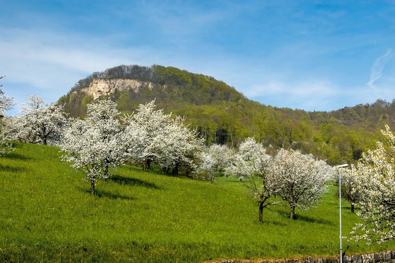 Zur Zeit der Kirschblüte im Frühling ist die Region im Baselland besonders attraktiv. Im Hintergrund blinzelt die eindrückliche Sissacherflue. Bild: Paul Menz