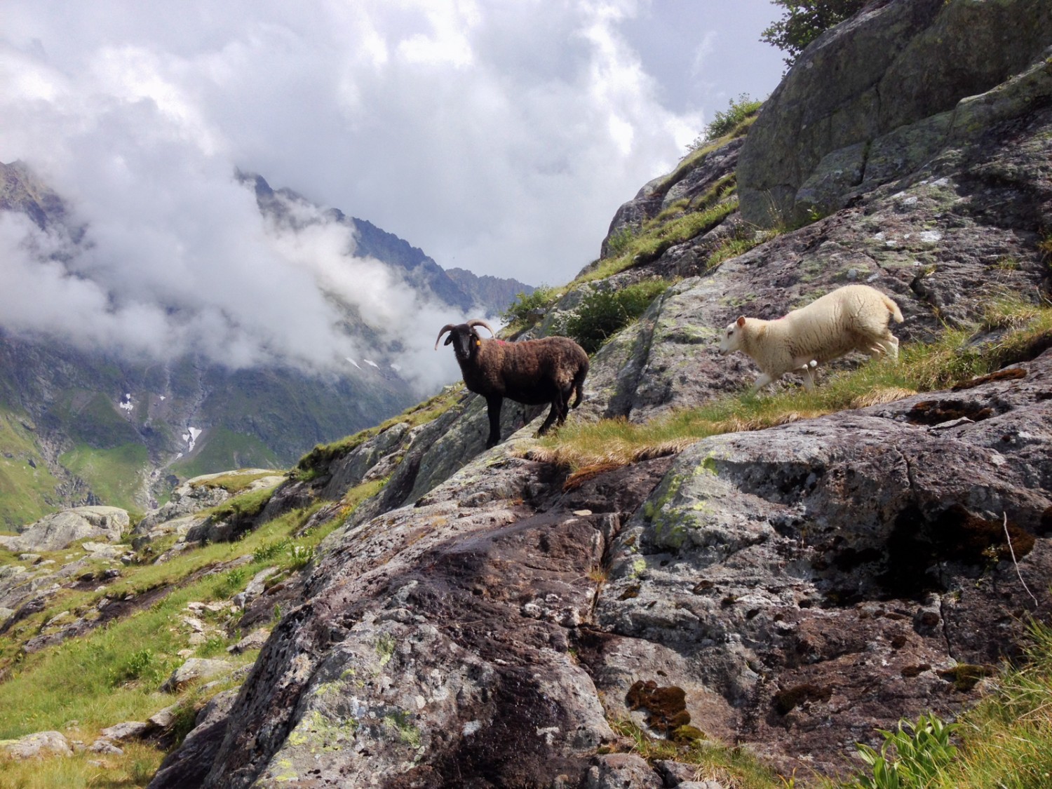 Tierische Begegnung im steilen Fels