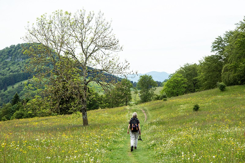 Aussichtsreich über die erste Jurakette. Durch Blumenwiesen geht es der Tiefmatt entgegen. Bilder: Daniel Fleuti