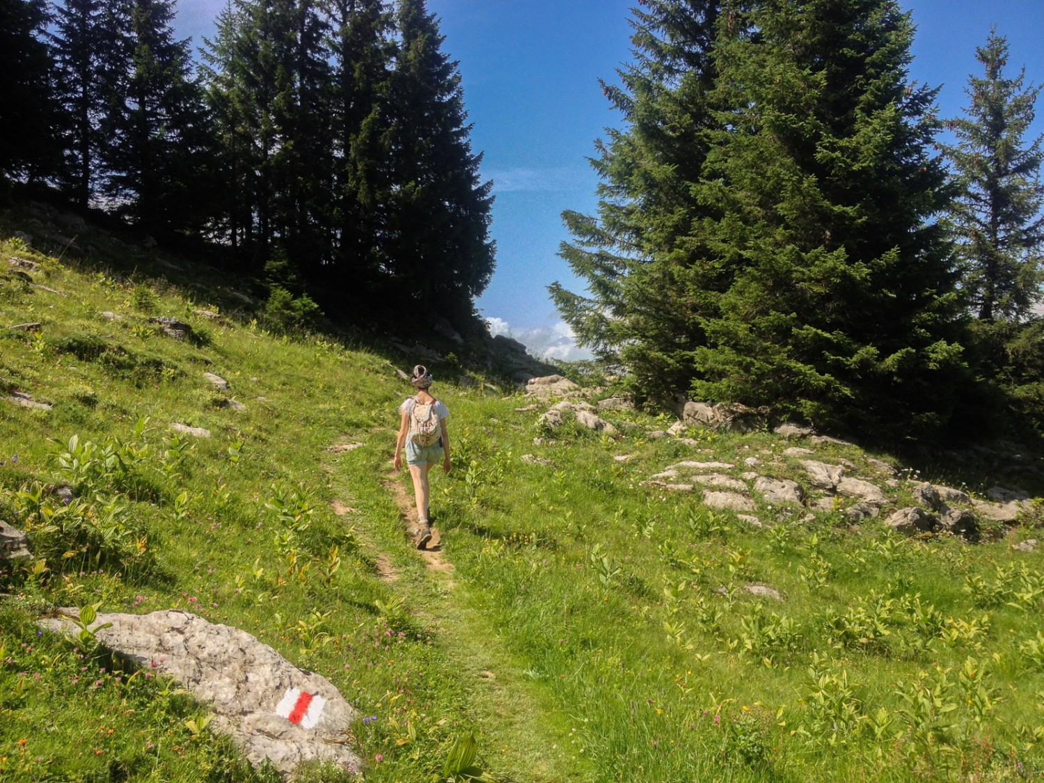 Durch den Wald geht es von der Alp Sellamatt in Richtung Selun. Bild: Claudia Peter