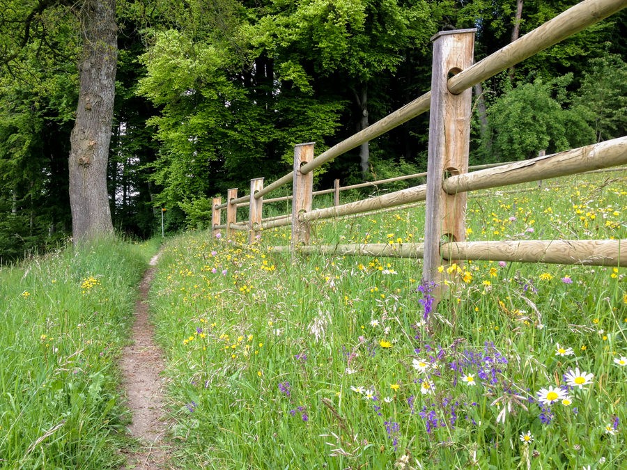 Blumenwiesen säumen den Weg.