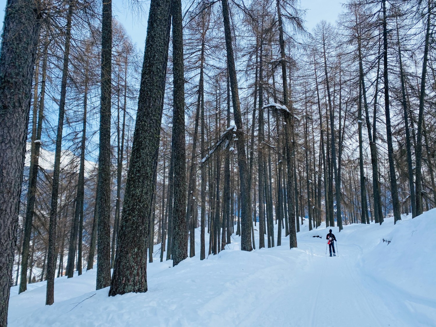 Winterwald in der Leventina. Bild: Bellinzona e Valli Turismo