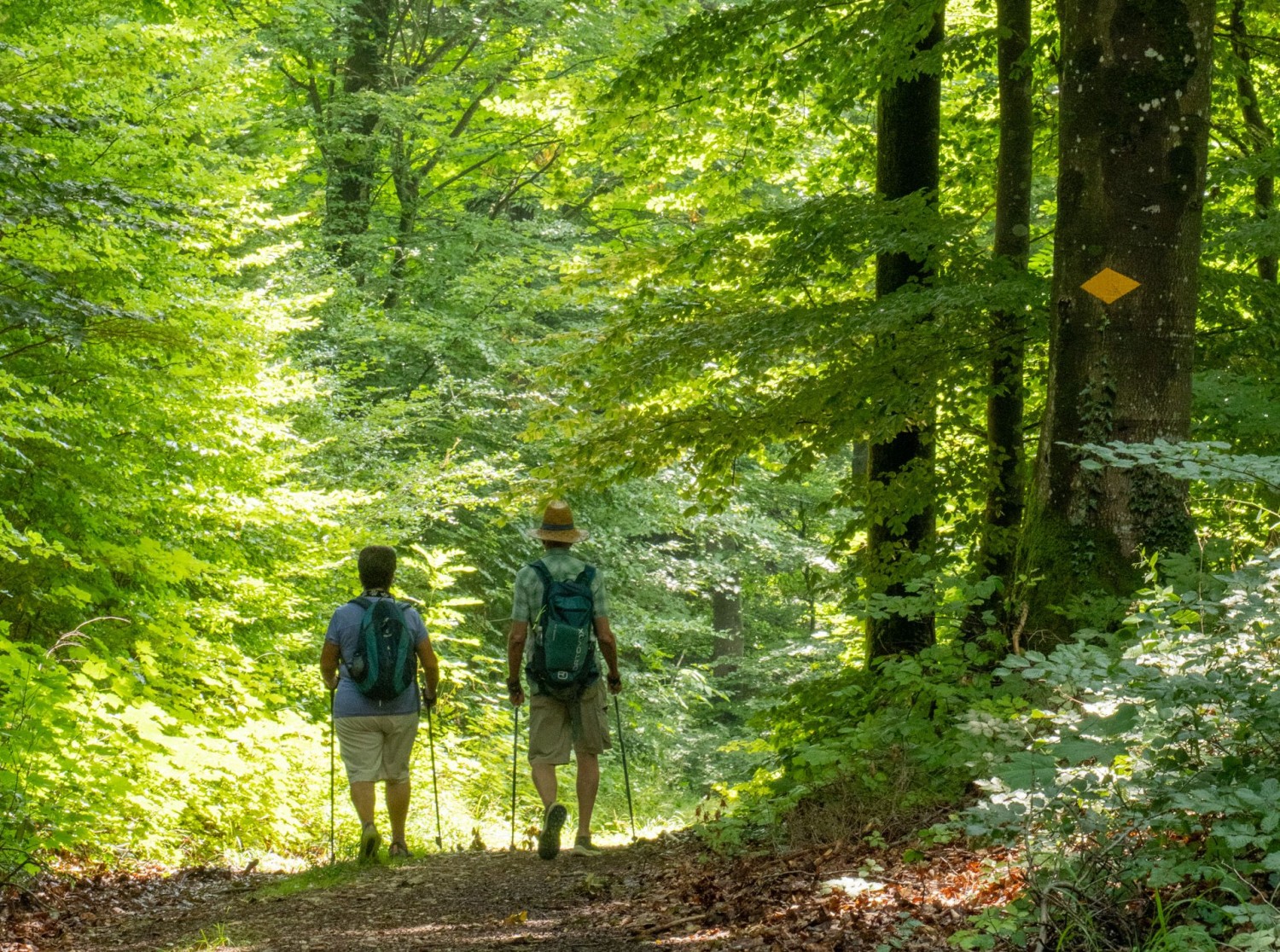 Unterwegs im frischen Buchenwald. Im Chalmwald bei Oberflachs.