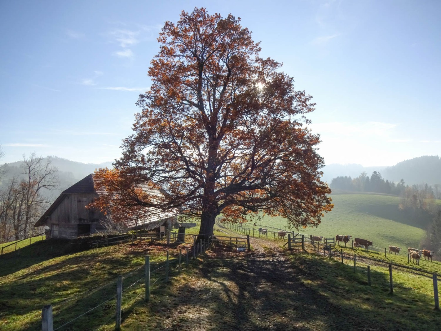 Le chemin suit une longue crête en direction d’Eriswil. Photo: Miroslaw Halaba