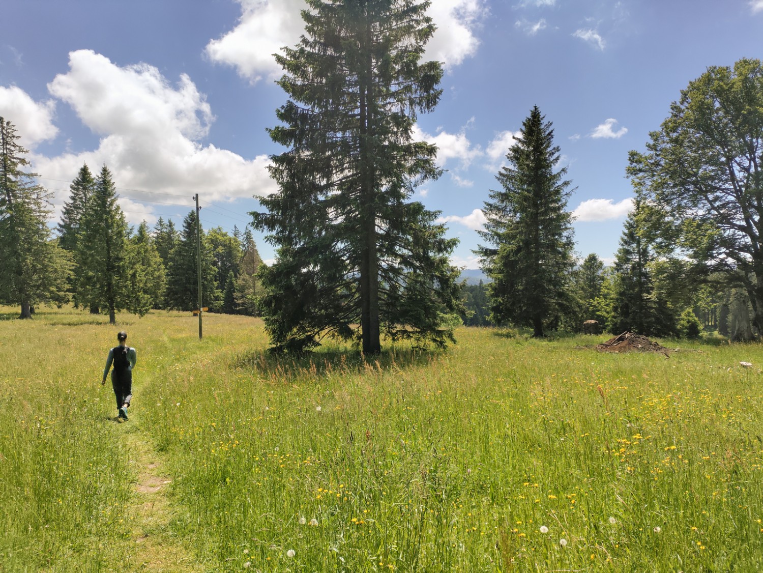 Typique du Jura: randonnée à travers de vastes prairies dans une forêt de sapins clairsemée. Photo: Michael Dubach