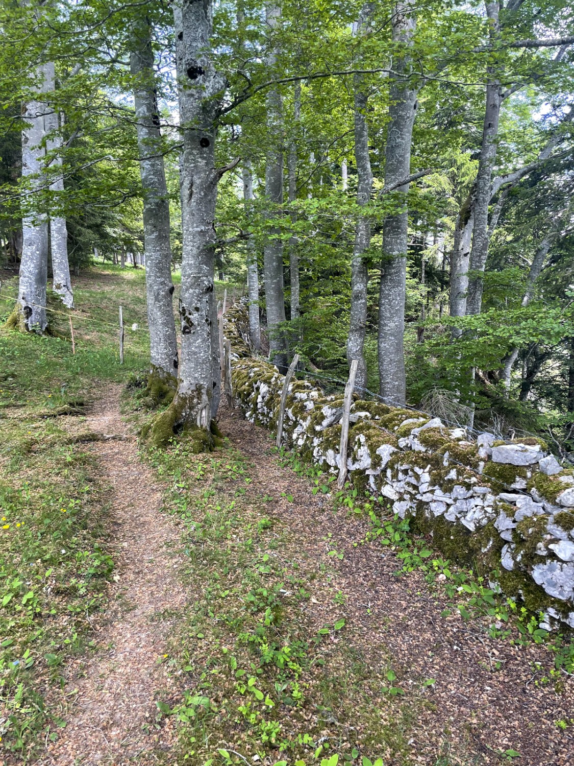 Traditionelle Trockenmauern trennen die Weiden voneinander. Bild: Lukas Frehner