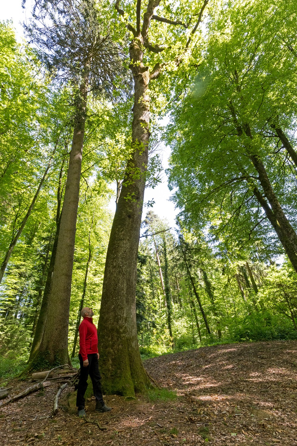 Revierförster Thomas Oberson bei einer der mächtigen Eichen im Galmwald.