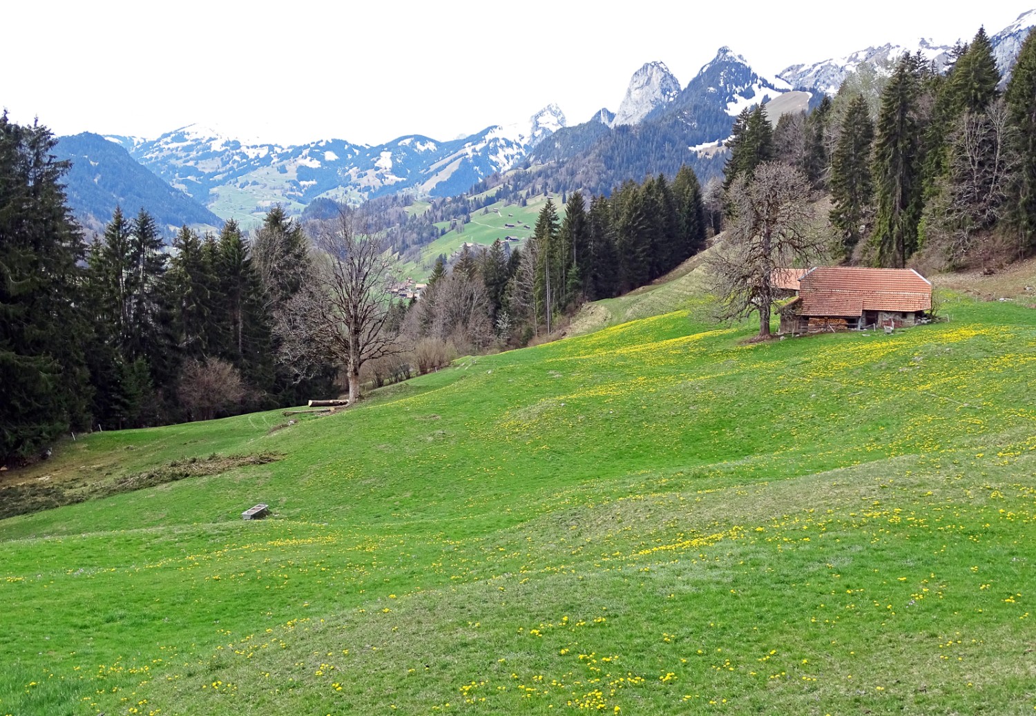 Im Frühjahr sind die Wiesen im Simmental schon grün, während weiter oben noch Schnee liegt. Bilder: Daniela Rommel