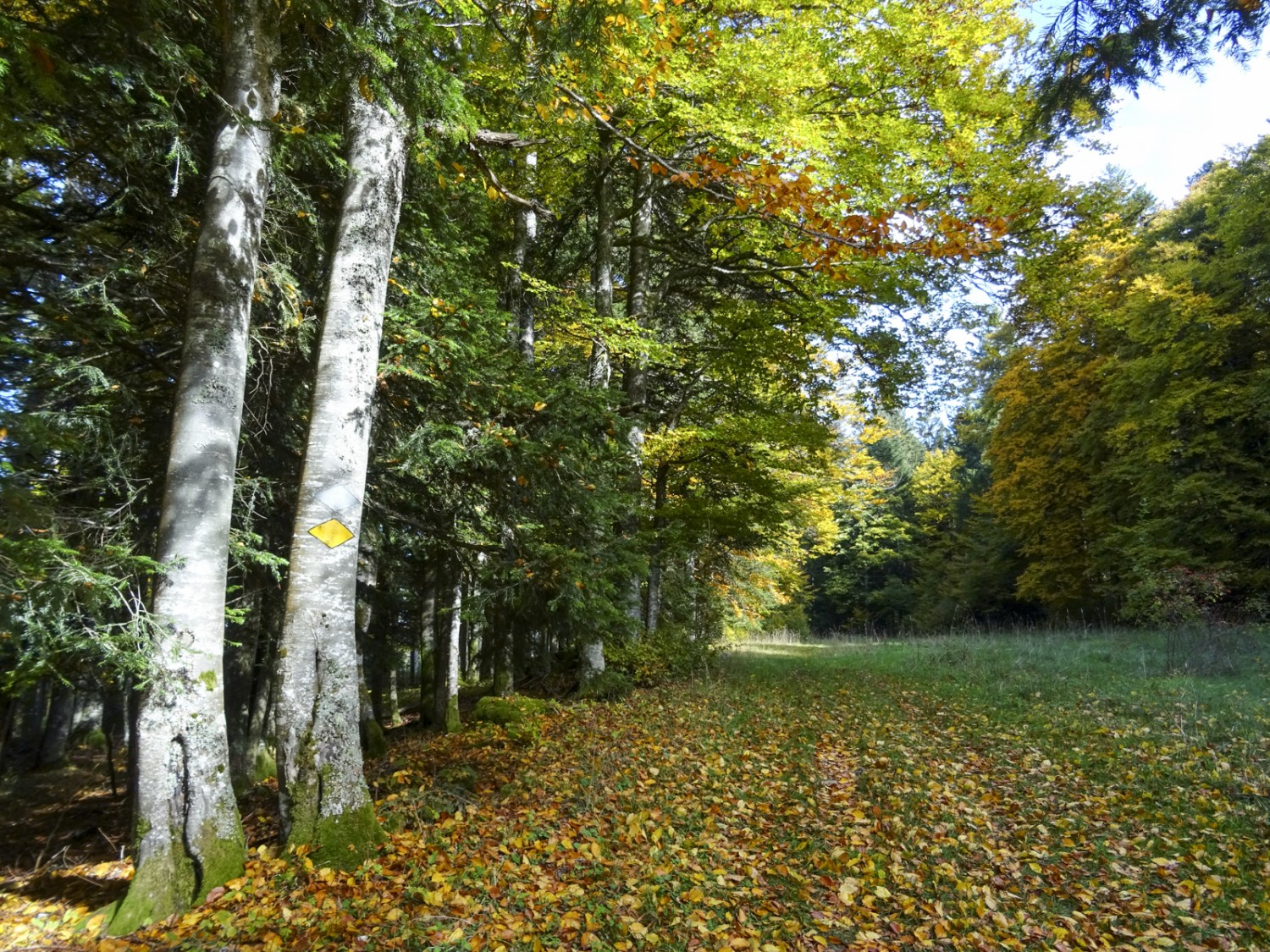 Im Herbst bietet der Mischwald ein Farbspektakel. Bild: Sabine Joss