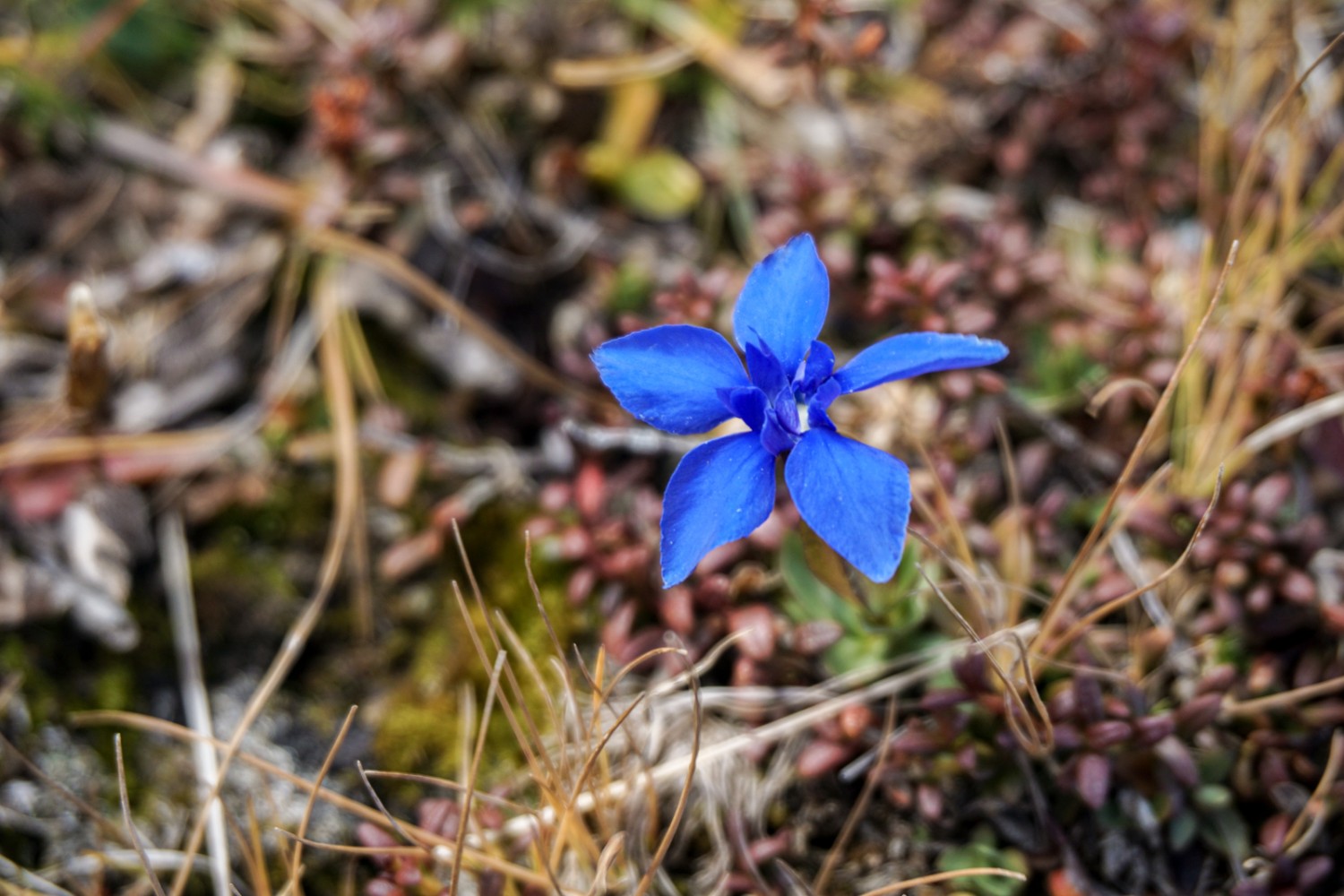 Auch weit oben wachsen noch einzelne Alpenblumen. Bild: Simon Guldimann