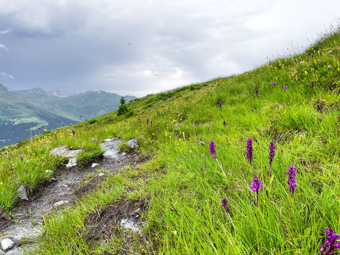 Eine reiche Alpenflora breitet sich links und rechts des Weges aus.