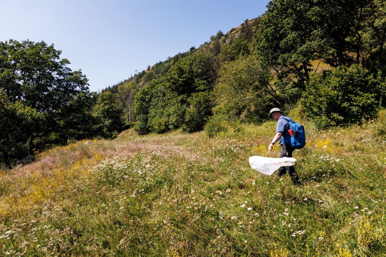 A Oberi Zälg, les vastes espaces naturels se prêtent bien à l’observation des orthoptères.