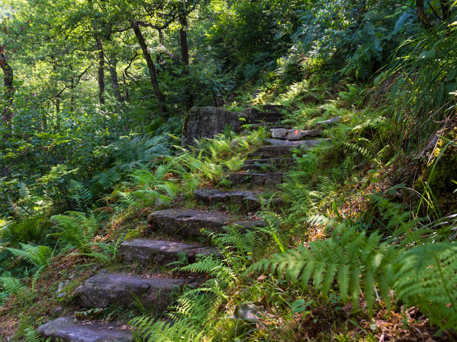 Üppige Fauna auf der Schattenseite des Tales – fast wie im Urwald. Bild: Franz Ulrich