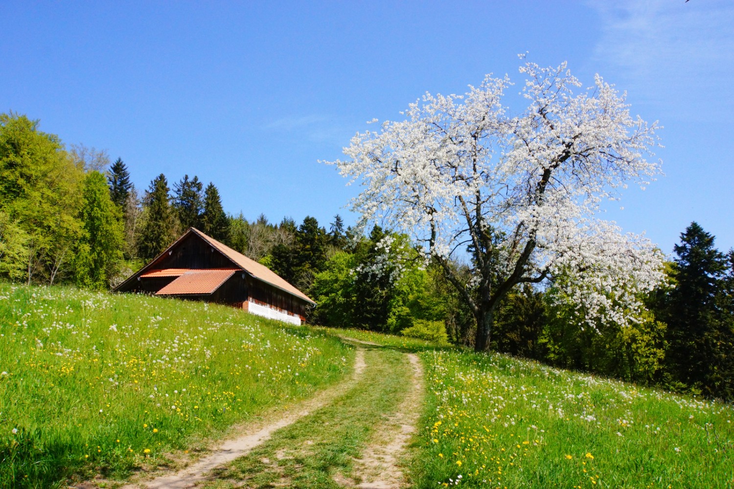 Etwas oberhalb von Udligenswil trifft man auf blühende Obstbäume und saftige Wiesen. 