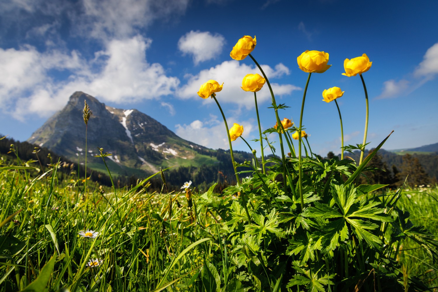 Wunderschöne Wiesenblumen bei Grosses-Clés. Im Hintergrund erhebt sich der majestätische Moléson. Bild: Severin Nowacki