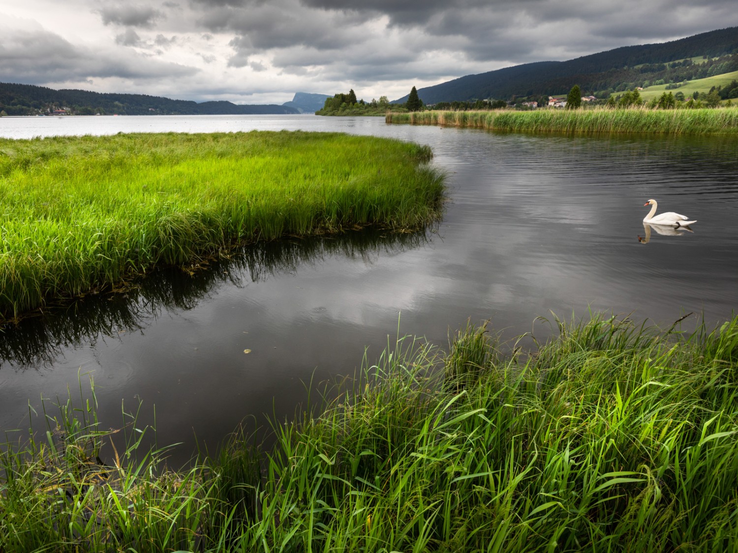 Auch die Wasservögel geniessen die Ruhe am See. Bild: Severin Nowacki