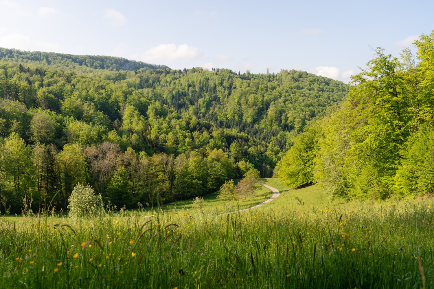 Après Pleujouse, les marcheurs traversent les tendres paysages printaniers ajoulots. Photo: Raja Läubli