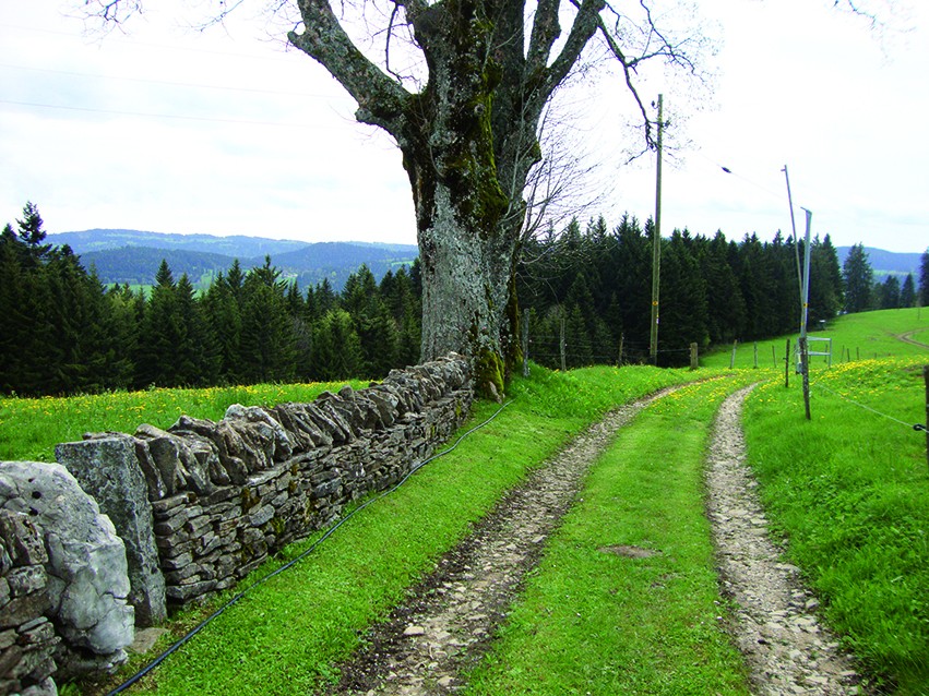 Nach der Ferme Modèle verläuft die Wanderung über die Höhe Richtung Süden. Bilder: Jacqueline Halaba