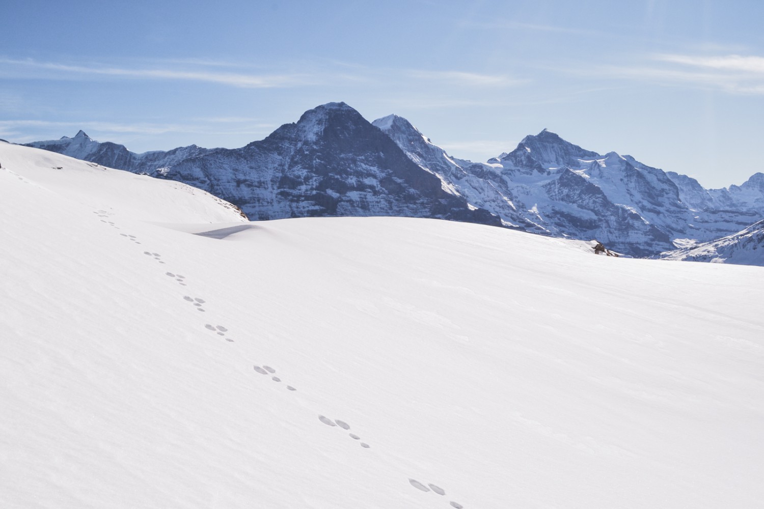 Ein Hase hoppelte von rechts nach links vor Eiger, Mönch und Jungfrau. Bild: Sabine Joss