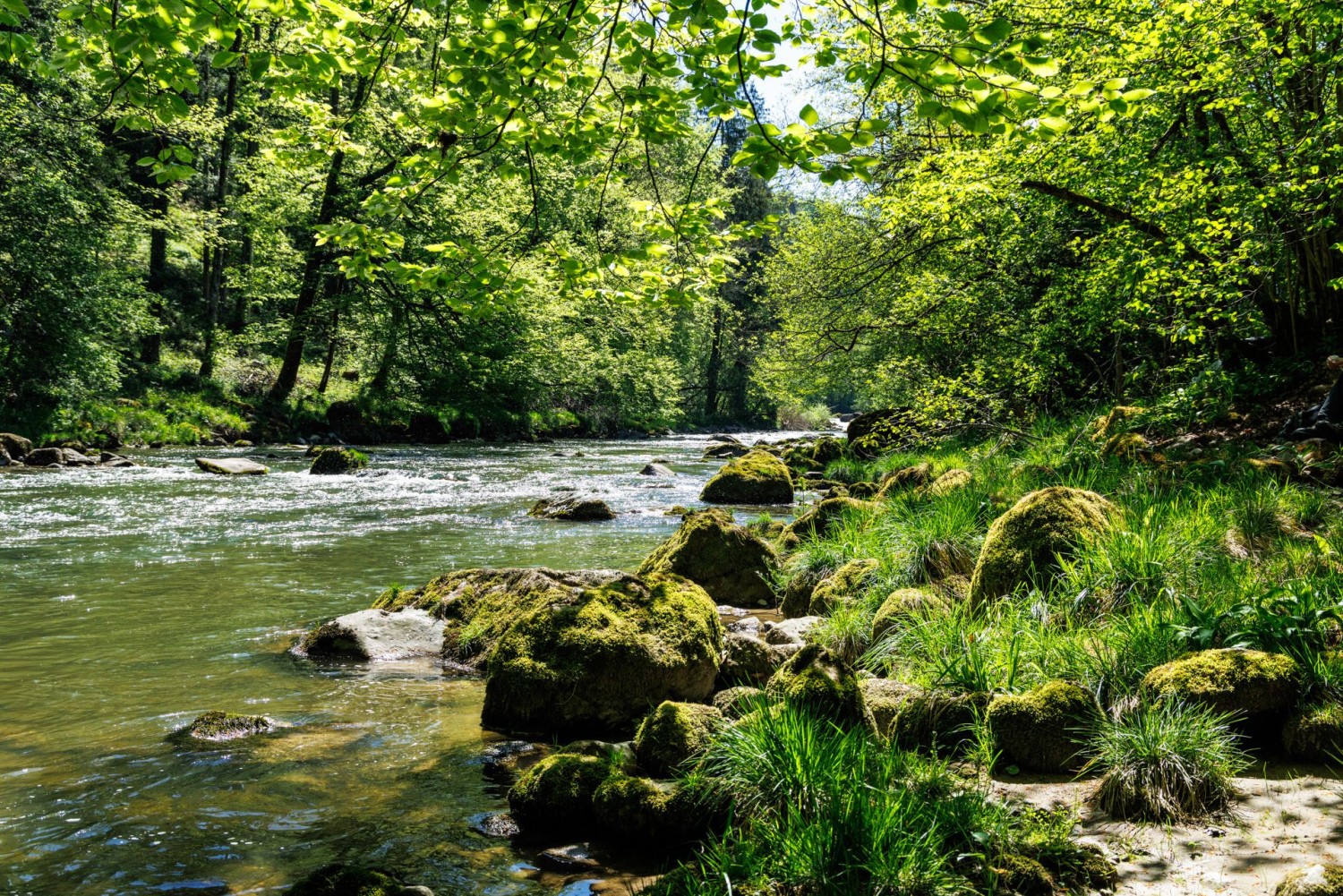 Wilde Flusslandschaft der Sihl unweit des Sihlsprungs.