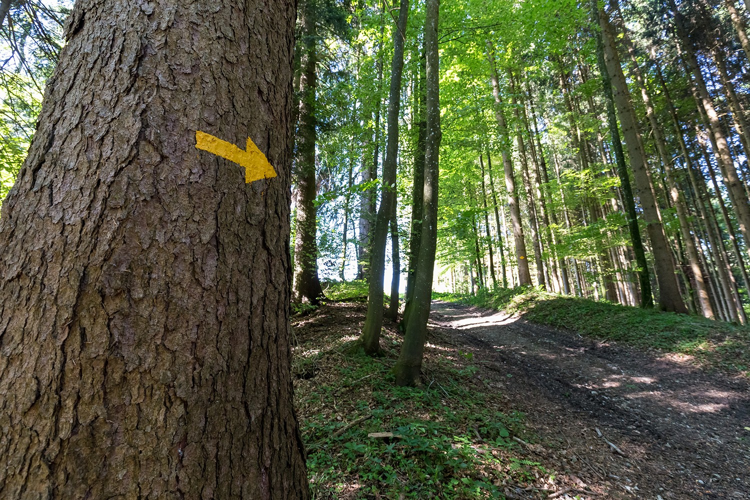 Nach Erlen geht es bis Vorderthal durch den Wald. Bild: Daniel Fleuti