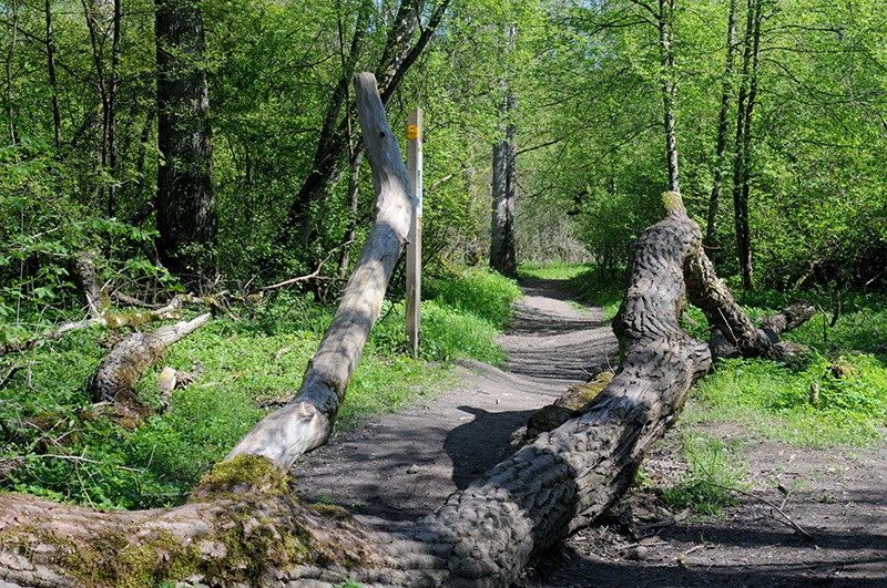 Wild romantisch: Dieses Teilstück wird von den Einheimischen «Urwaldweg» genannt.