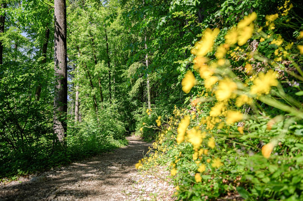 … aber es gibt auch einige schattige Waldabschnitte. Bild: Jon Guler