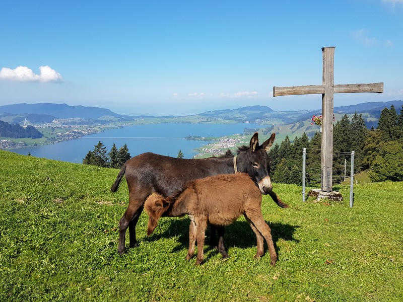 Tolle Aussicht und freundliche Esel: die Eselalp. Bild: Laura Rindlisbacher