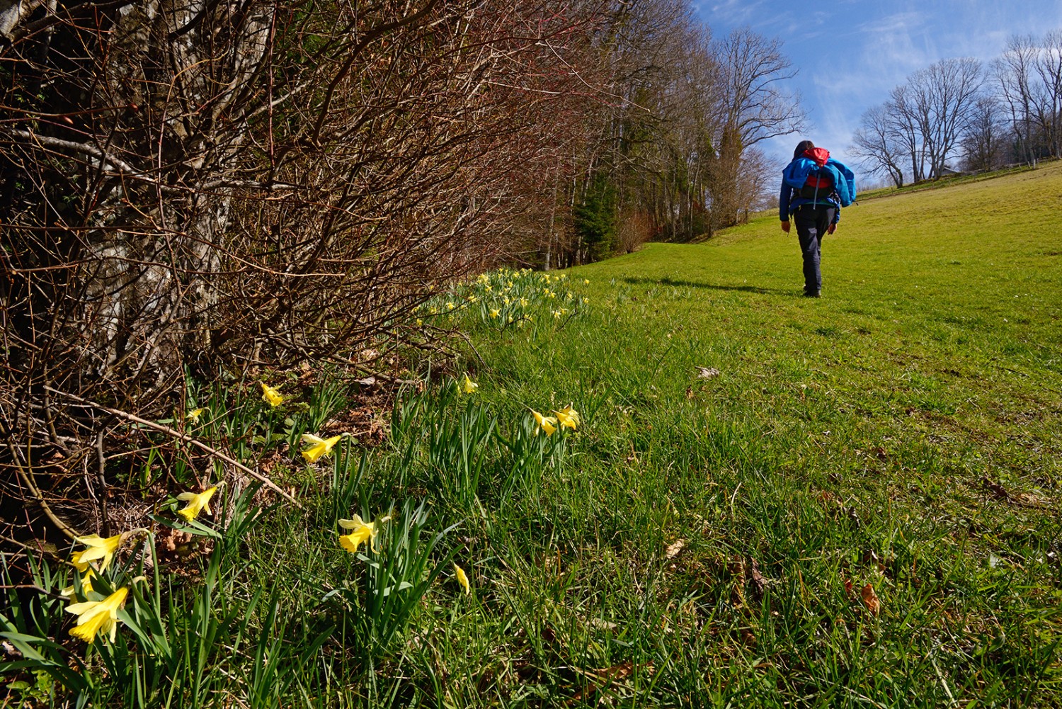 Die Narzissen künden den Frühling an. Noch bevor Büsche und Bäume Laub tragen.