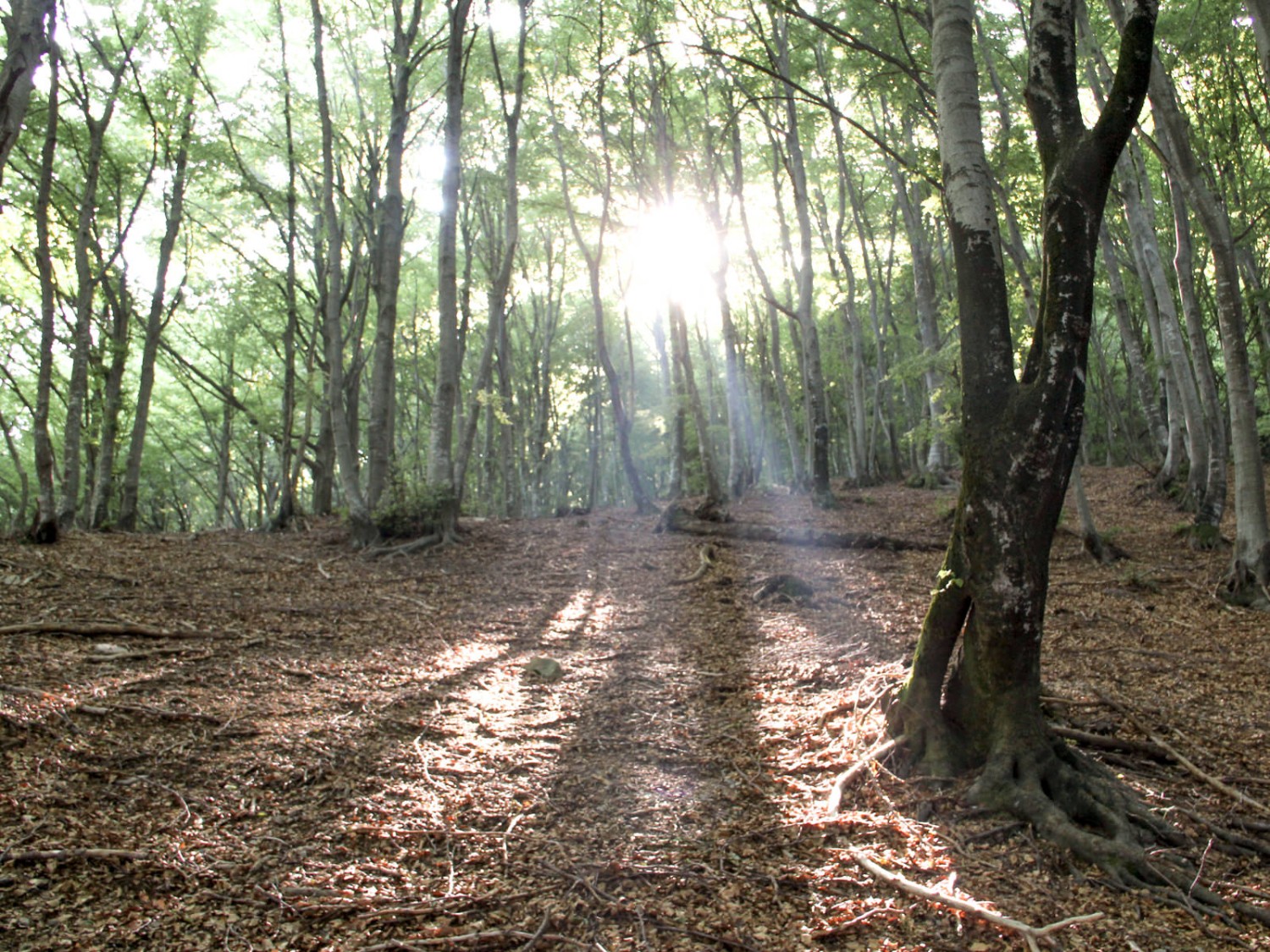 Zauberwald an der Grenze zu Italien. Foto: Andreas Sommer