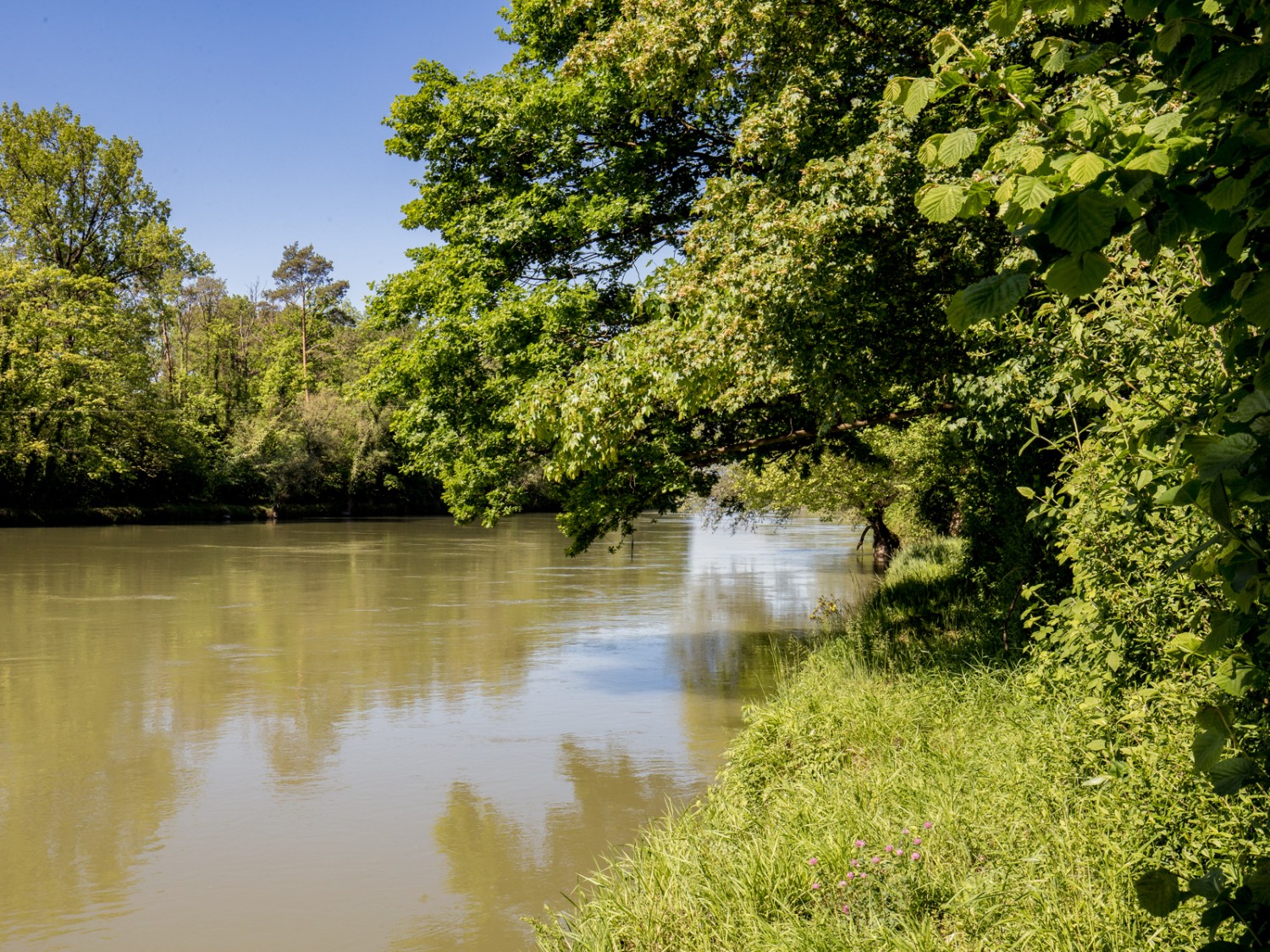 Sur le large chemin longeant l’Aar de Wildegg à Auenstein. Photo: Daniel Fleuti