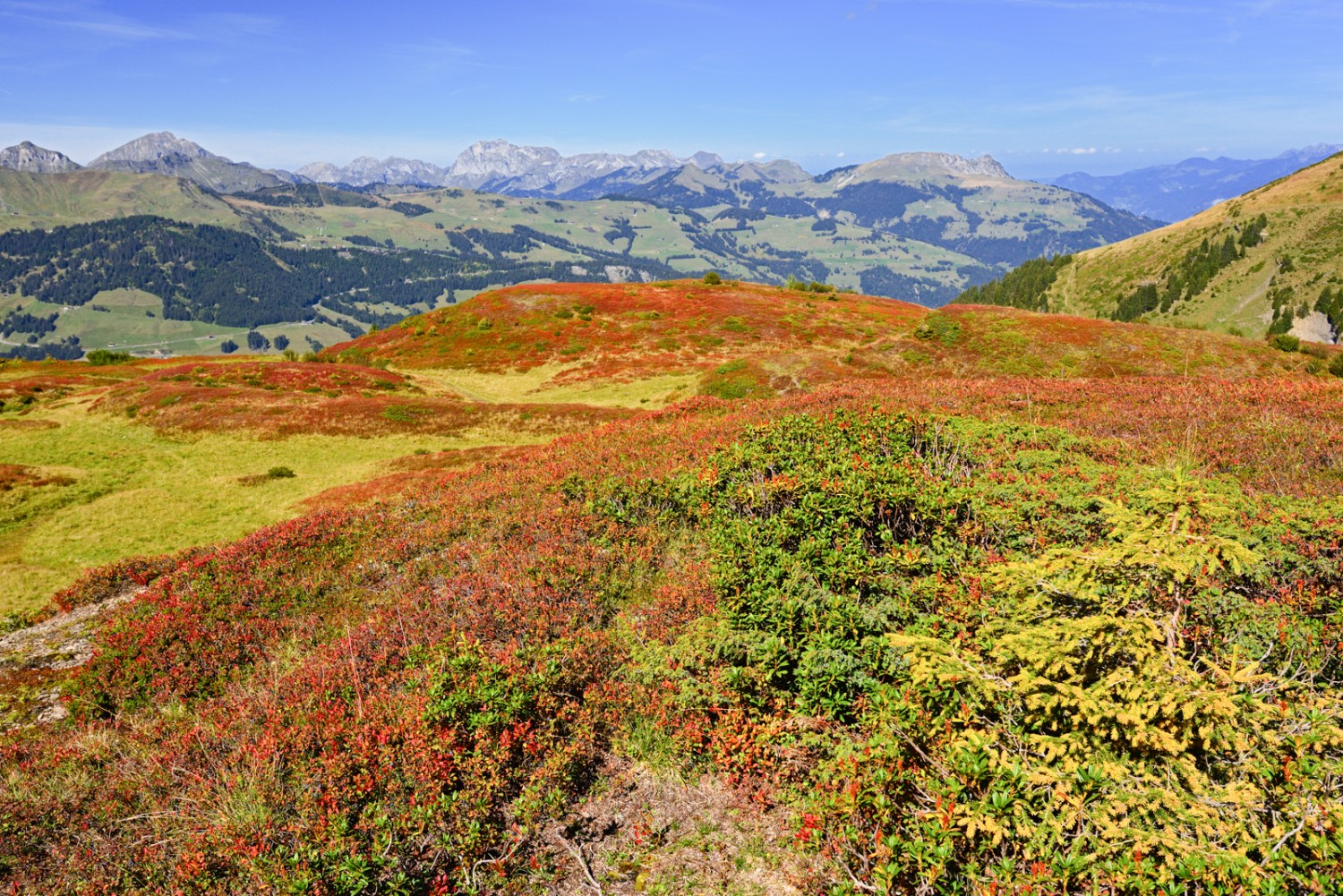 Über das Val d’Illiez hinaus geht der Blick auf den Mont de Grange und die Cornettes de Bise. Bild: natur-welten.ch