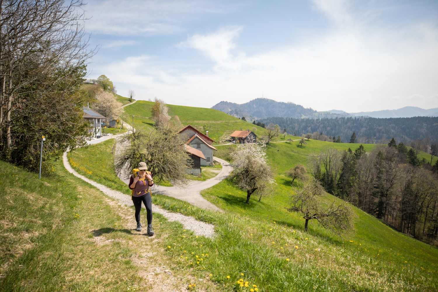 Über Forstwege und Hügel führt der Abstieg nach Bauma. Bild: Wanderblondies