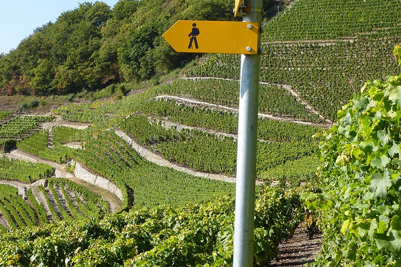 In den Rebhängen des Weinwegs.
Bild: Evelyne Zaugg