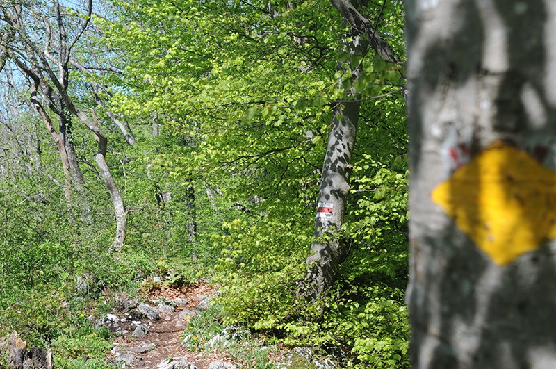 Peu après la ruine d’Altlägeren, le sentier se transforme en chemin de montagne. Photo: Jörg Greb
