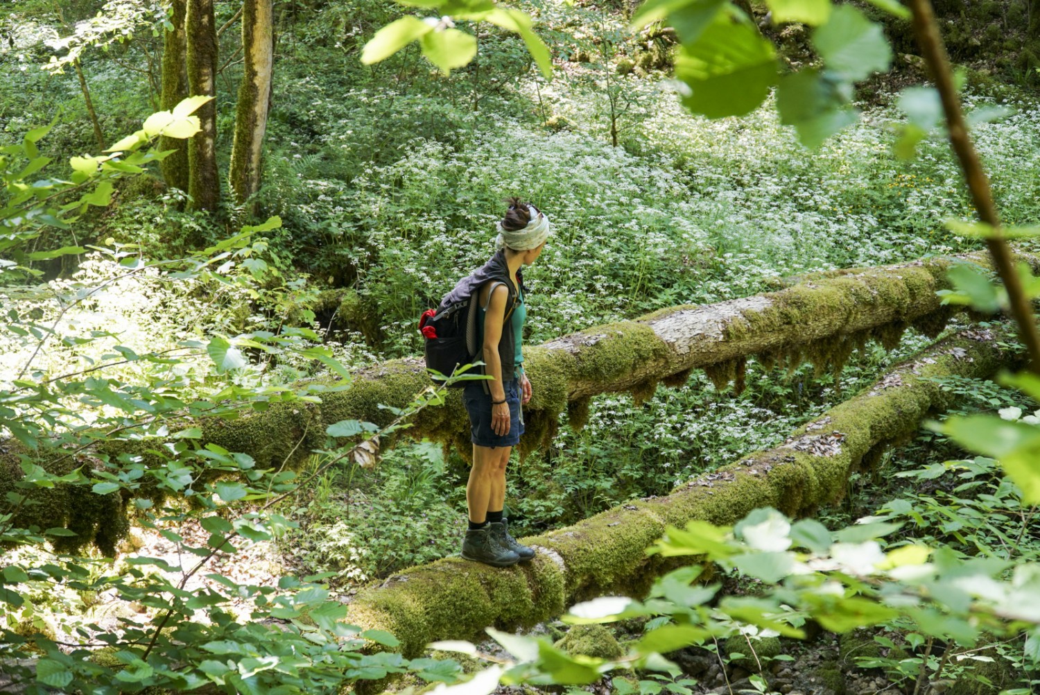 Aussi envoûtante que la forêt vierge: la combe de Biaufond est peuplée de vieux bois recouverts de mousse. Photo: Mia Hofmann