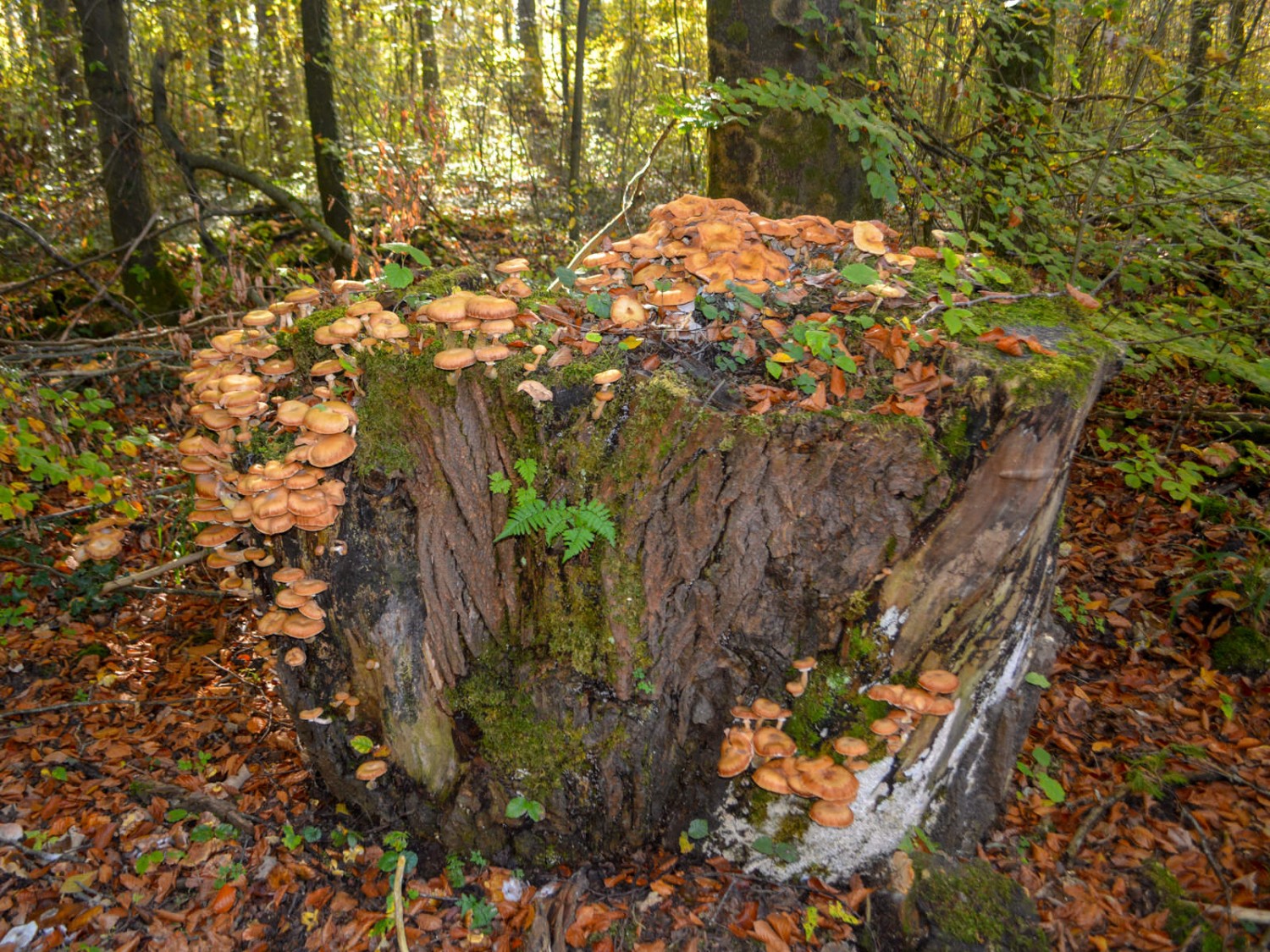 Herbstliche Zeugen im Wald. Bild: Werner Nef