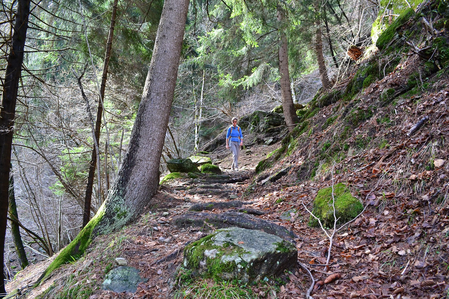 Willkommener Schatten an heissen Tagen: Der Aufstieg nach Piana Selva führt durch den Wald.
