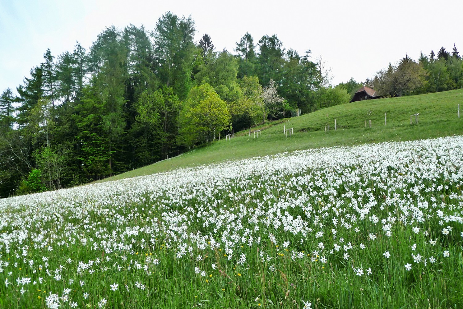 Wie Schnee im Mai: Unterhalb des Cubly blühen die Narzissen.
