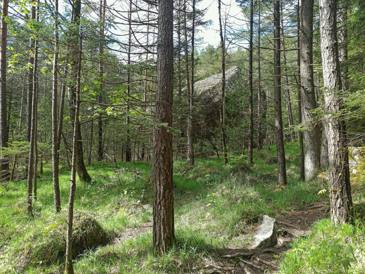 Mitten im Wald tauchen immer wieder hausgrosse Felsblöcke auf. Bild: Michael Dubach