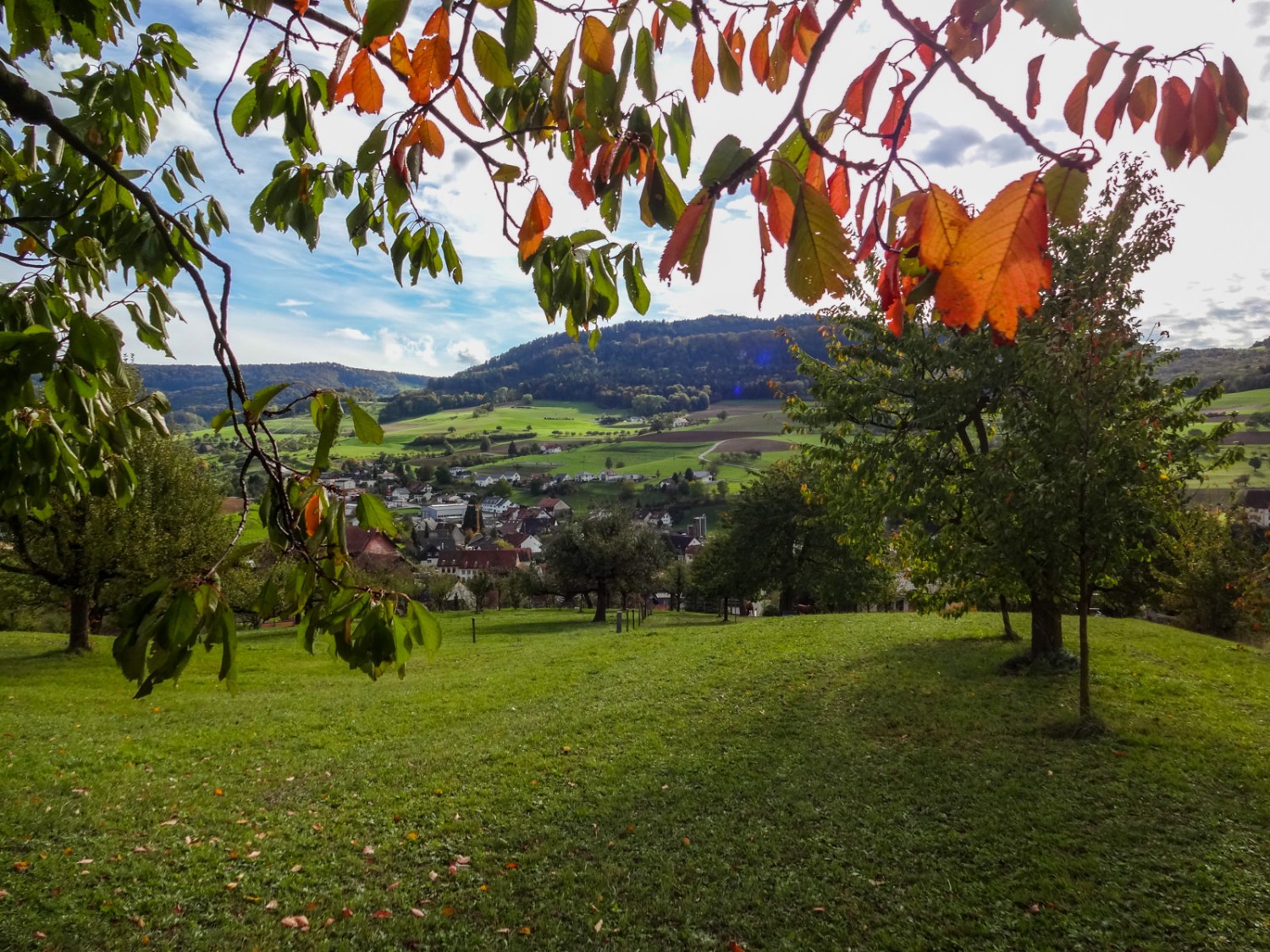 Les vergers sont nombreux autour de Wölflinswil.