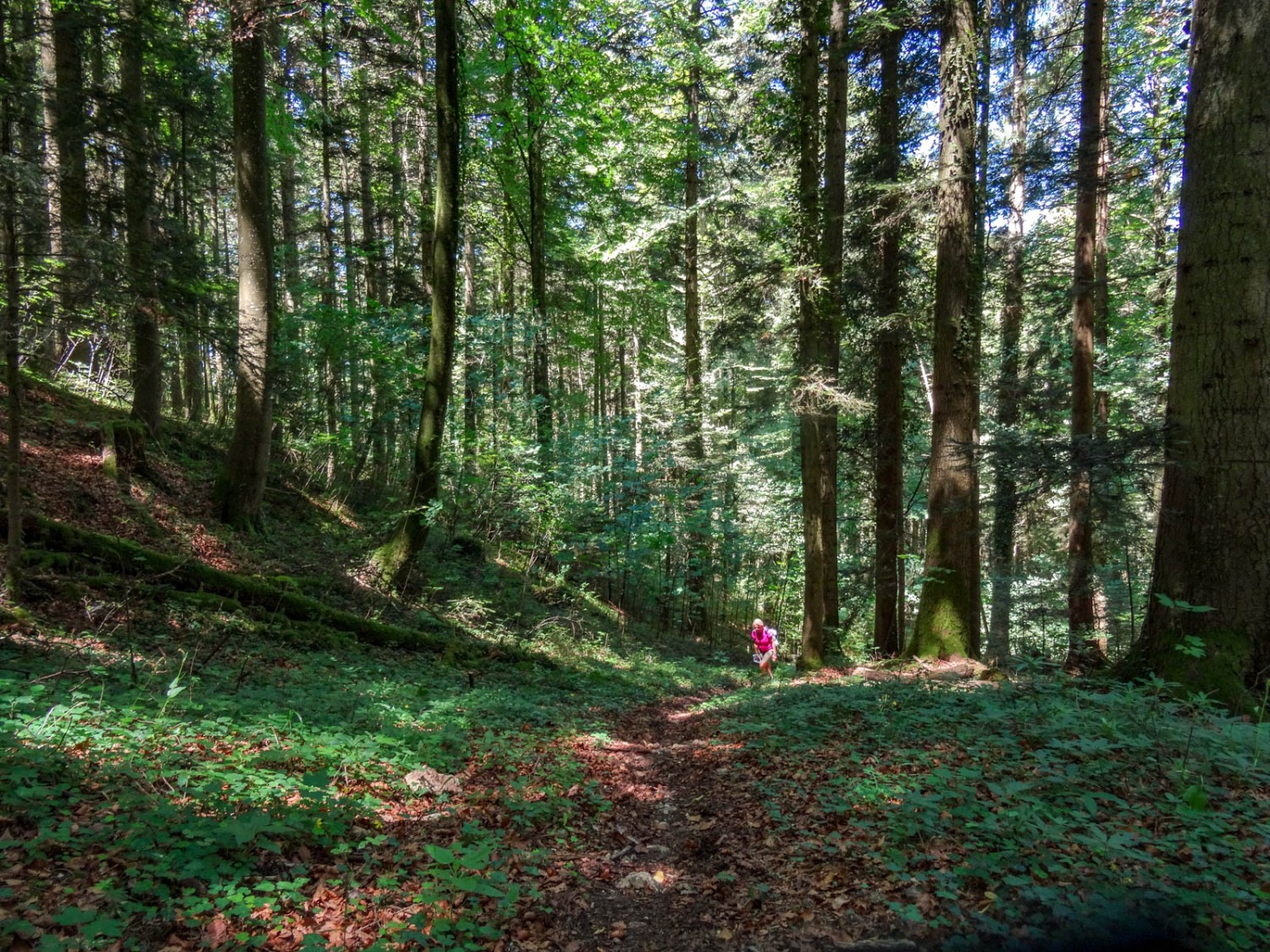 Aufstieg durch den angenehm kühlen Wald. Bild: Vera In-Albon